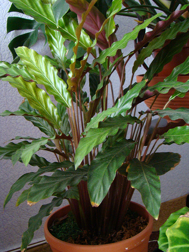 Calathea Rufibarba